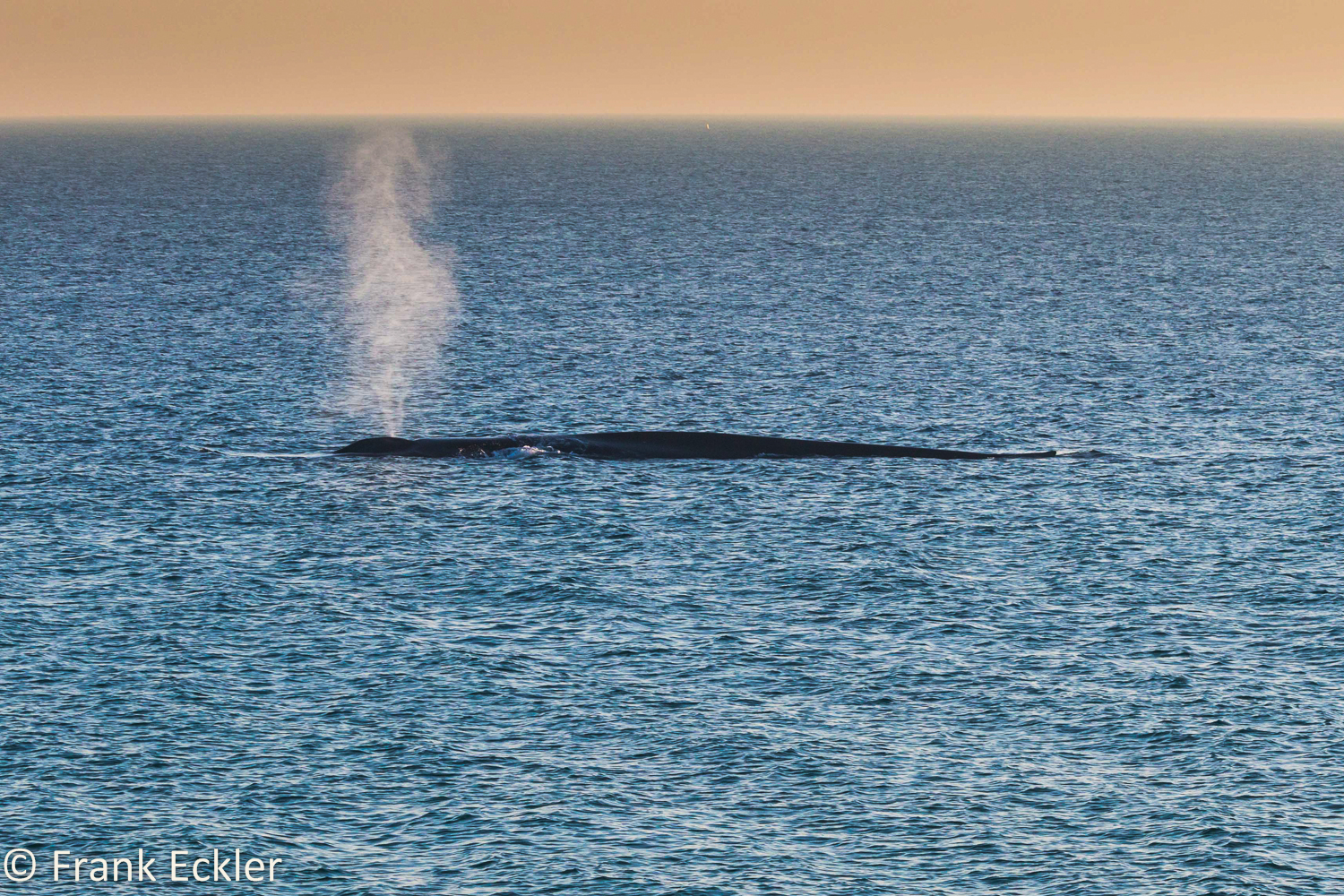 blue whale