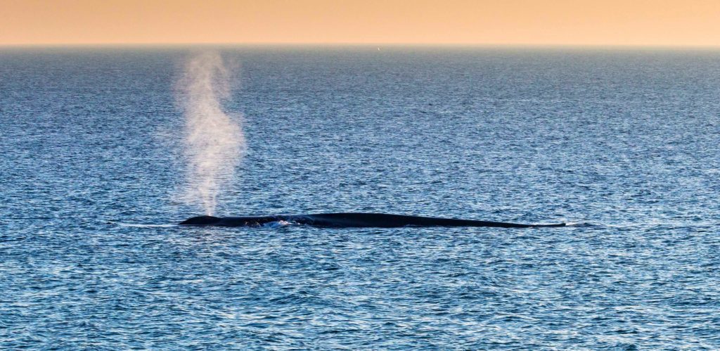 blue whale morning