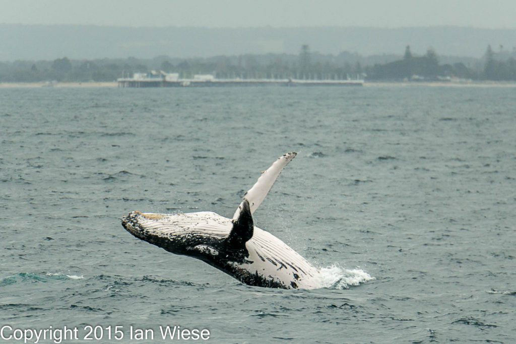 humpback breaching