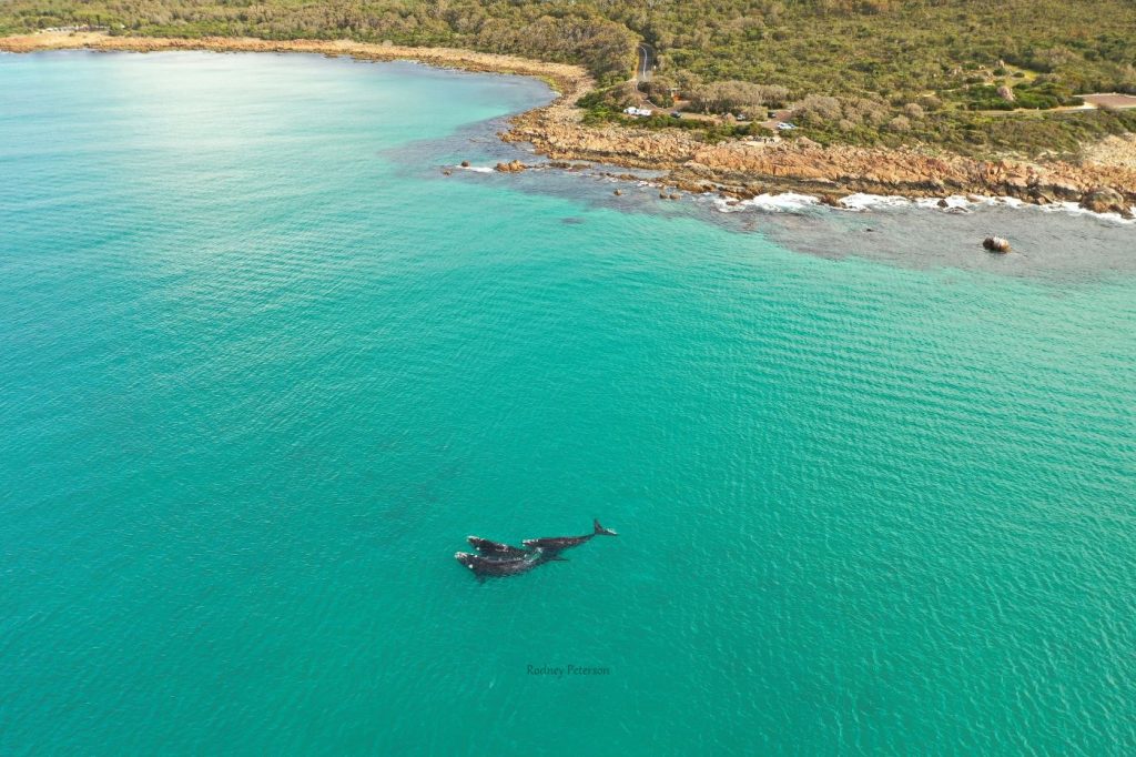 southern right whales