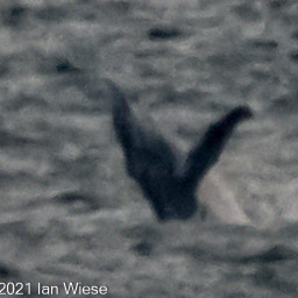 Small Humpback calf breaching and tail slapping 3km from Sugarloaf Rocks.